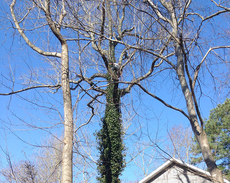 Tree Removal Georgetown